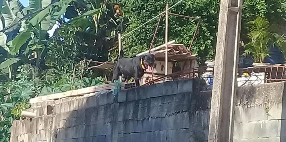 Foto do cachorro enviada por leitora. 